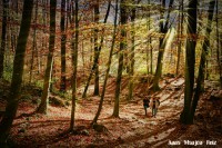 /album/fotogaleria-fotos-natura/josep-fageda-jorda-141-copiaf-1024x768-jpg/